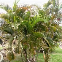 Image result for Aracacea Palm