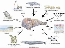 Image result for Examples of Sea Mammals