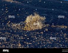 Image result for Lapilli Volcanic Rock