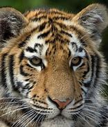 Image result for Cute Tiger Illustration No Background