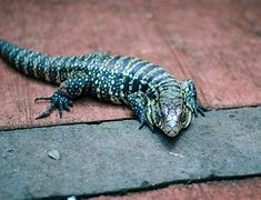 Image result for Taigu Reptile