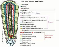 Image result for Root Cap Apical Meristem