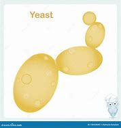 Image result for Yeast Cell Cartoon