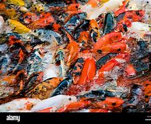 Image result for Koi Pond Feeding