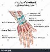 Image result for Dorsal Aspect Wrist