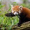 Image result for Japan Animals