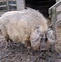 Image result for Anglo-Saxon Farm