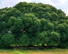 Image result for Camphor Tree Symbol