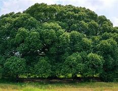 Image result for Camphor Tree Images