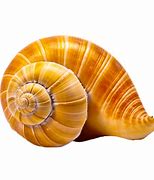 Image result for Conch Shell Ai