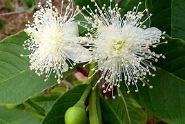 Image result for Guava Tree Leaves