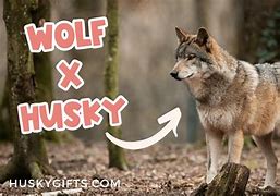 Image result for Husky Wolf Mix