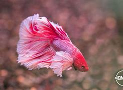 Image result for Purple Betta