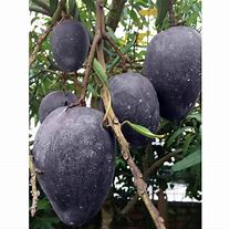 Image result for Black Mango