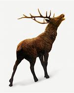 Image result for Real Elk Antlers