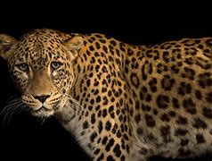 Image result for Arabic Leopard