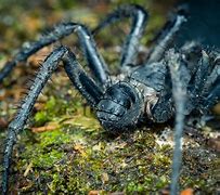 Image result for Malaysian Trapdoor Spider