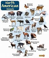 Image result for North American Rodents List