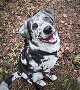 Image result for Lab Mix Australian Shepherd Brindle