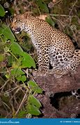 Image result for Leopard Sitting in Tree