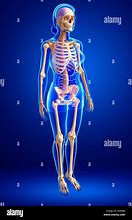 Image result for A Human Skeleton