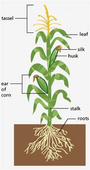 Image result for Anatomy of Corn Plant