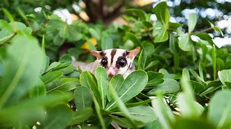 Image result for In the Hoop Pocket Pets