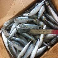 Image result for Frozen Mackerel Bait