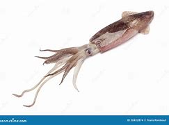 Image result for Whole Calamari