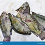 Image result for Live Tilapia Fish