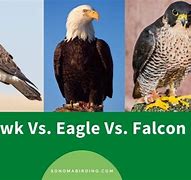 Image result for Hawk Eagle Falcon