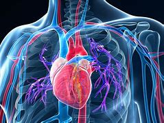 Image result for Vascular Disease