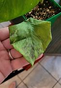 Image result for Brown Spots On House Plants