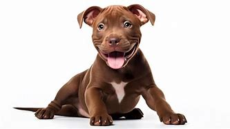 Image result for Pit Bull Dog Sitting