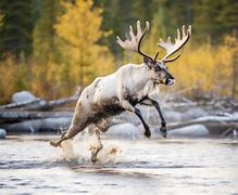 Image result for Caribou Reindeer Tim Plowden