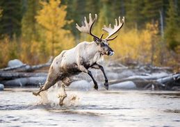 Image result for Reindeer and Caribou