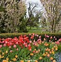 Image result for Mainau Flowers