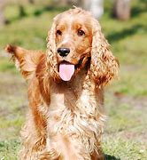 Image result for Brown English Cocker Spaniel