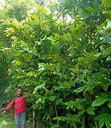 Image result for Buah Mentega