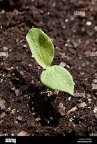 Image result for Cotyledon Seed Leaf