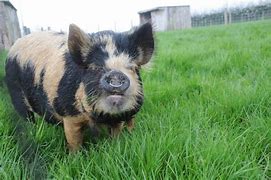 Image result for Pig Nose Ring