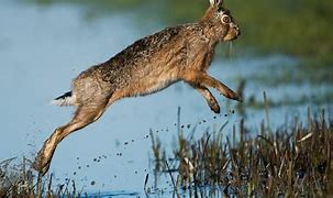 Image result for Hare Quotes