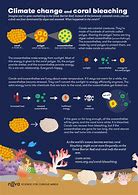 Image result for Coral Bleaching