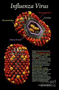 Image result for Influenza Poster