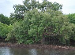 Image result for Mangrove Bonsai