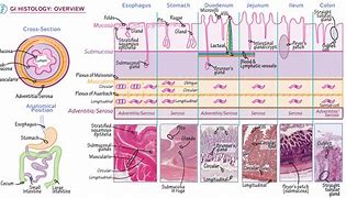 Image result for Histology Diagram