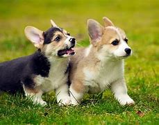 Image result for Corgi Puppies Running