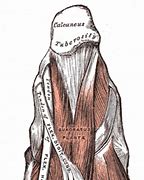 Image result for Plantar Foot Muscles