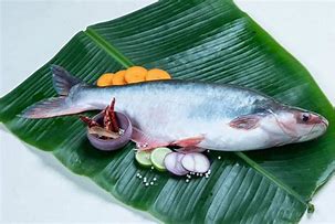 Image result for Kandla Fish