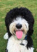 Image result for Brown and White Goldendoodle